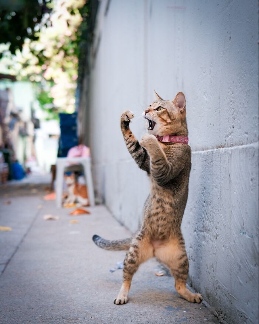 Esta página comparte las fotos más fascinantes y aquí están las 12 más nuevas