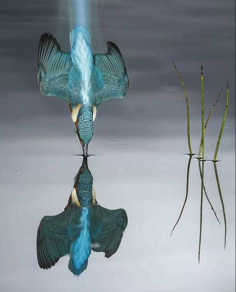 Esta página comparte las fotos más fascinantes y aquí están las 12 más nuevas