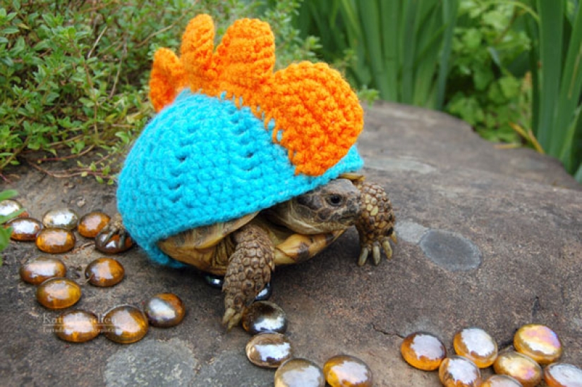 Estas 20 fotos de animales increíblemente lindos en suéteres te mantendrán caliente