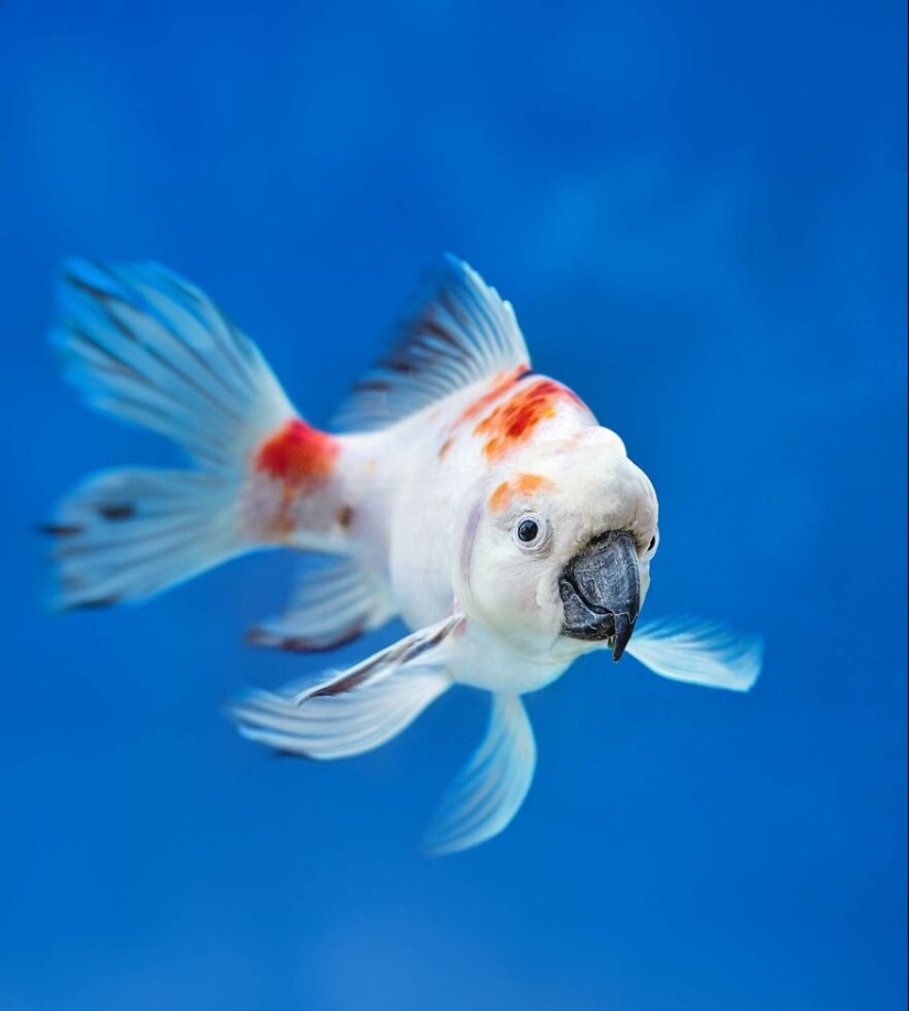 Este artista crea animales que no existen fusionando dos