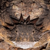 Este fotógrafo capturó 11 momentos inolvidables con vida silvestre.