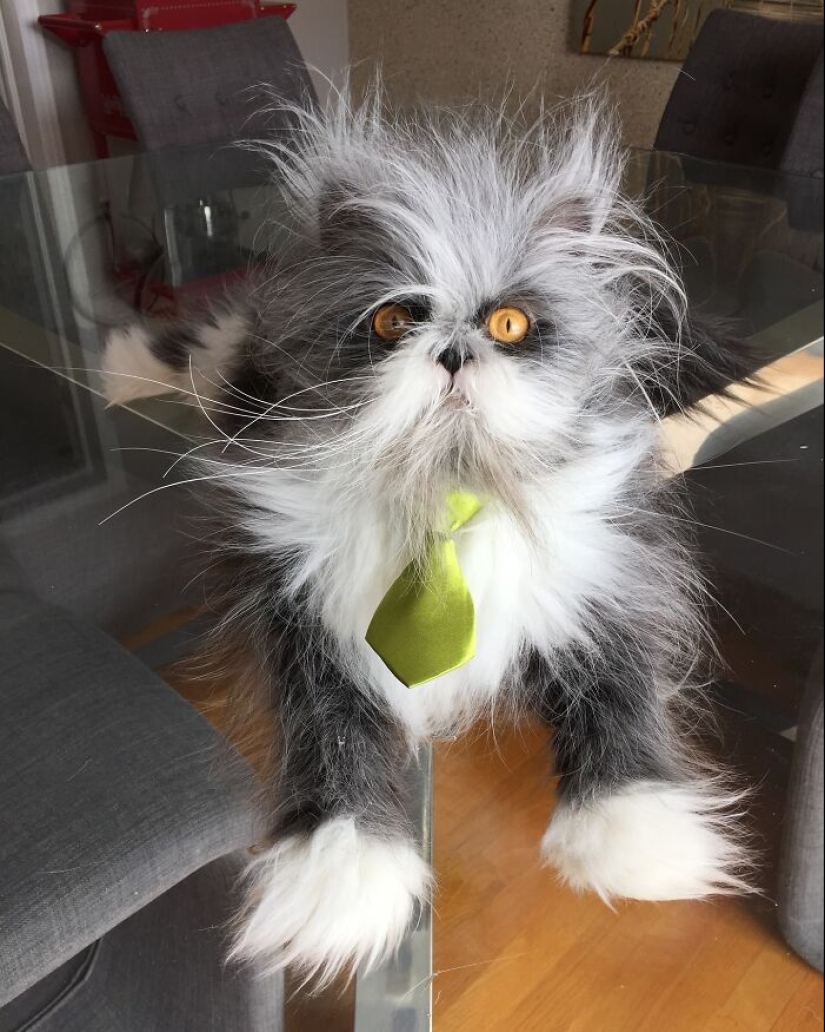Este gato de apariencia única ha capturado los corazones de miles de personas en todo el mundo