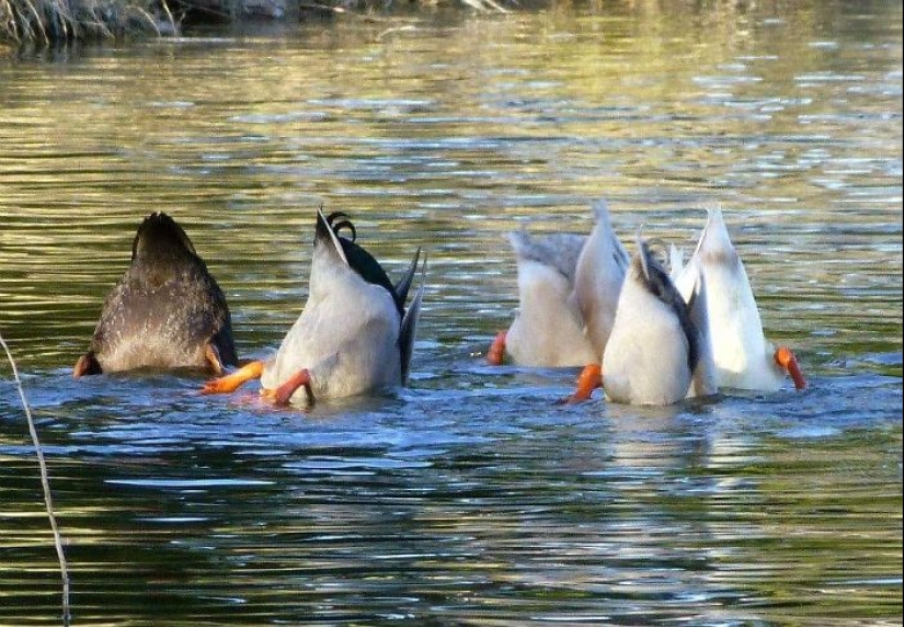 Este grupo de Facebook está dedicado a fotografías de vida silvestre que son tan malas que son buenas