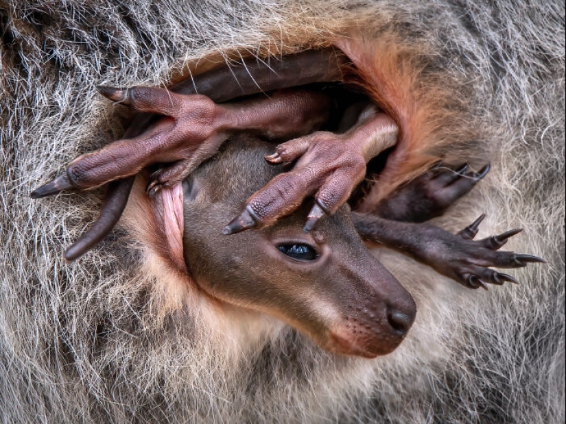 Estos son los ganadores de los premios al fotógrafo de primeros planos del año Estos son los ganadores de los premios al fotógrafo de primeros planos del año