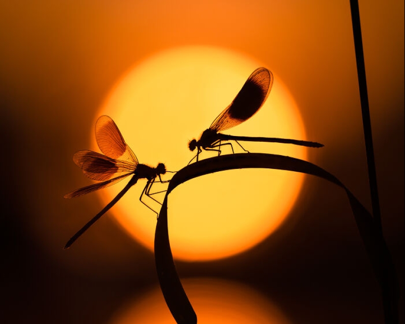 Estos son los ganadores de los premios al fotógrafo de primeros planos del año Estos son los ganadores de los premios al fotógrafo de primeros planos del año