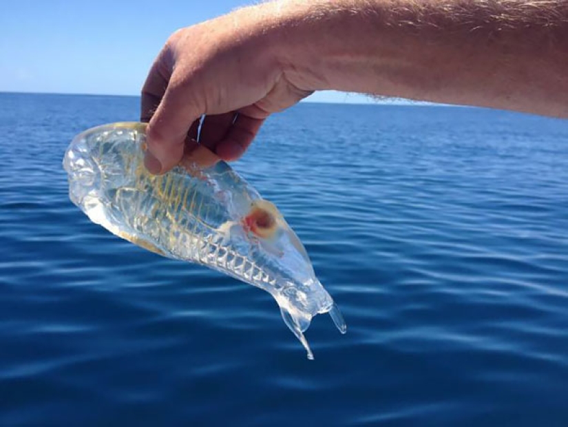 Fantastic creatures: Transparent animals whose existence is hard to believe Fantastic creatures: Transparent animals whose existence is hard to believe