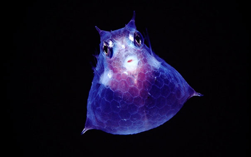 Fantastic creatures: Transparent animals whose existence is hard to believe Fantastic creatures: Transparent animals whose existence is hard to believe