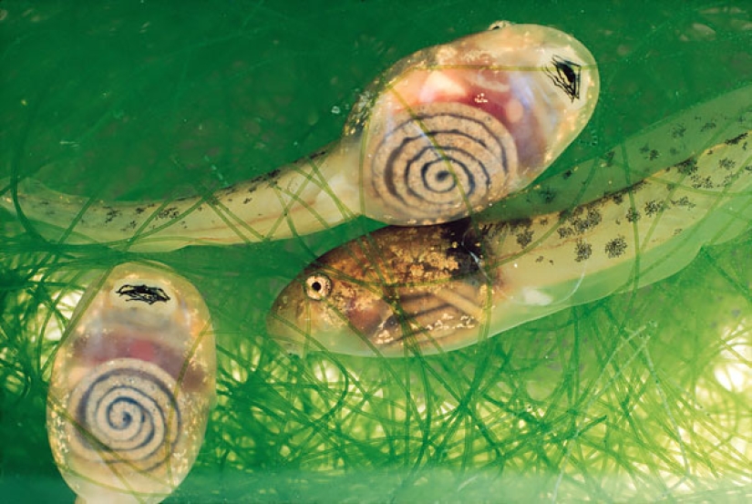 Fantastic creatures: Transparent animals whose existence is hard to believe Fantastic creatures: Transparent animals whose existence is hard to believe