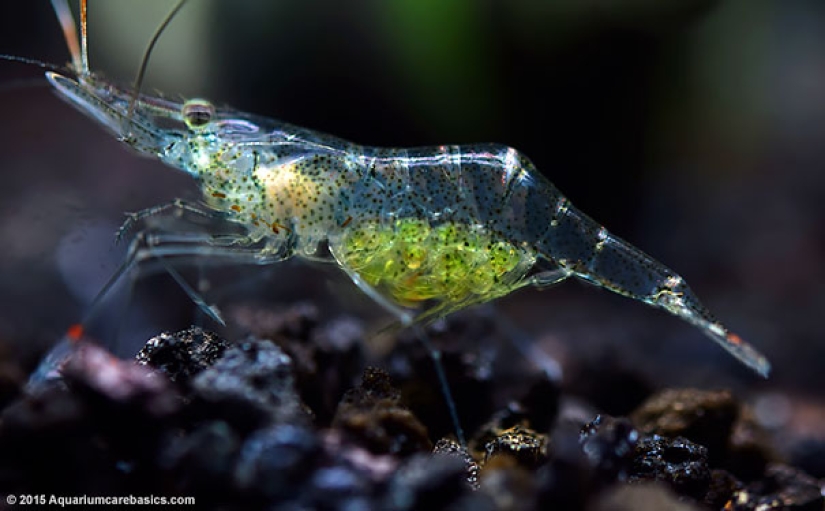 Fantastic creatures: Transparent animals whose existence is hard to believe Fantastic creatures: Transparent animals whose existence is hard to believe