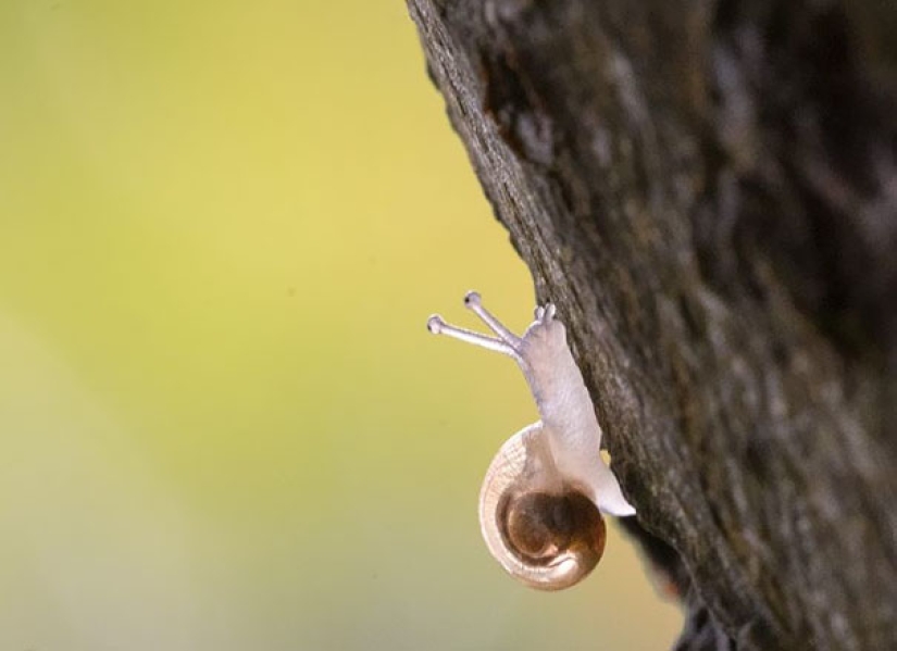 Fantastic creatures: Transparent animals whose existence is hard to believe Fantastic creatures: Transparent animals whose existence is hard to believe