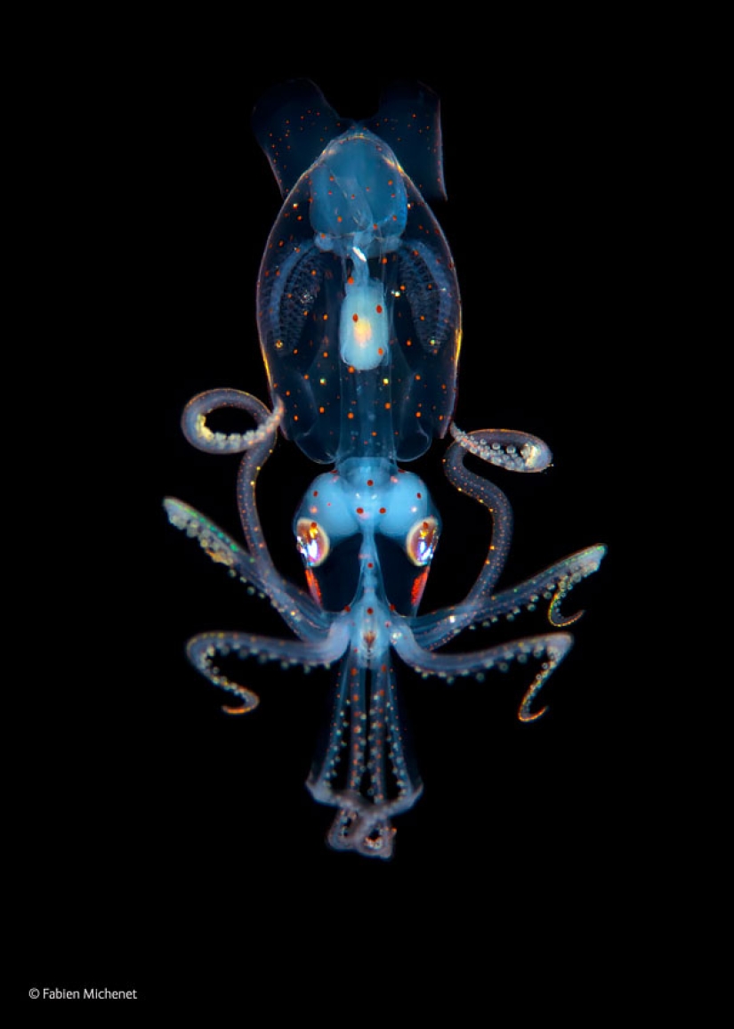 Fantastic creatures: Transparent animals whose existence is hard to believe Fantastic creatures: Transparent animals whose existence is hard to believe