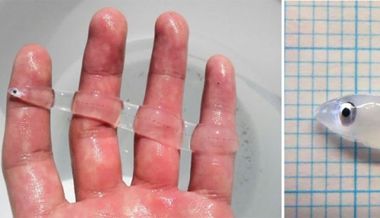 Fantastic creatures: Transparent animals whose existence is hard to believe