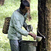 Fiebre del Caucho, o la historia de un milagro económico fallido Fiebre del Caucho, o la historia de un milagro económico fallido