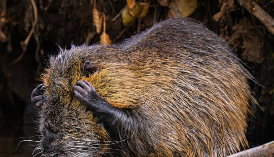 Finalists Revealed For The 2024 Nikon Comedy Wildlife Photography Awards Finalists Revealed For The 2024 Nikon Comedy Wildlife Photography Awards