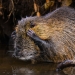 Finalists Revealed For The 2024 Nikon Comedy Wildlife Photography Awards Finalists Revealed For The 2024 Nikon Comedy Wildlife Photography Awards
