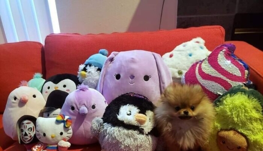 Find Me if You can: 30 Dogs who have mastered the Art of Disguise Find Me if You can: 30 Dogs who have mastered the Art of Disguise