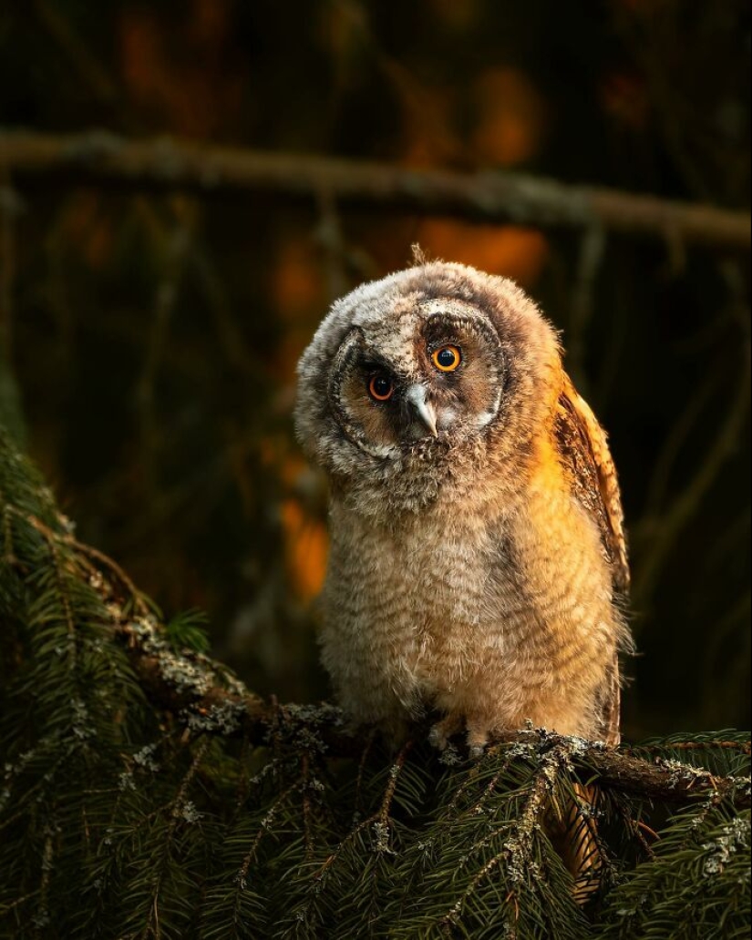 Finnish Photographer Takes Pictures Of Animals In Their Raw Moments