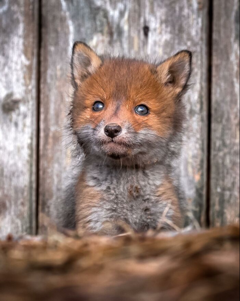 Finnish Photographer Takes Pictures Of Animals In Their Raw Moments