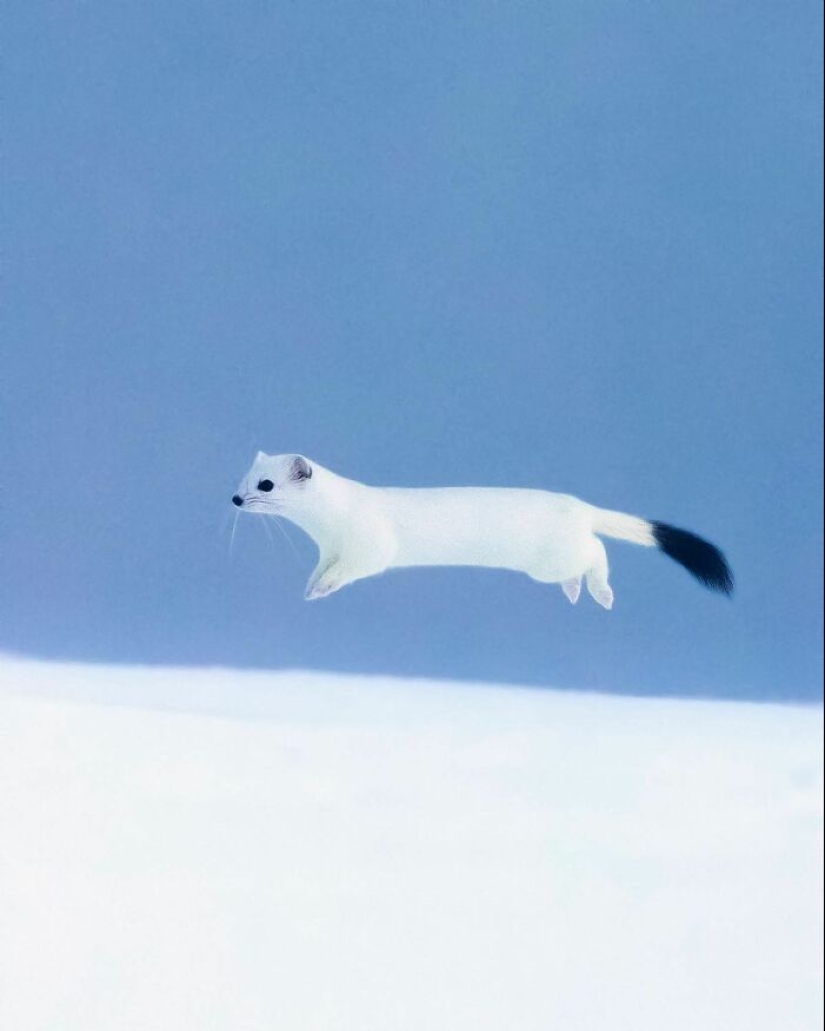 Finnish Photographer Takes Pictures Of Animals In Their Raw Moments