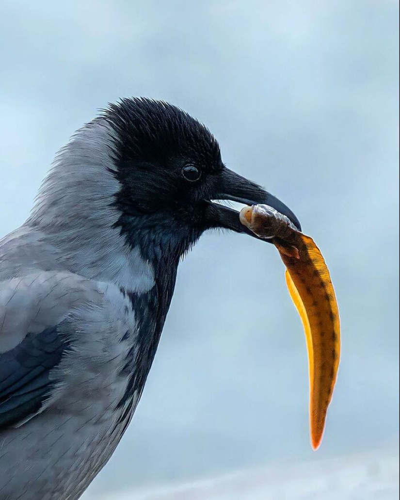Finnish Photographer Takes Pictures Of Animals In Their Raw Moments