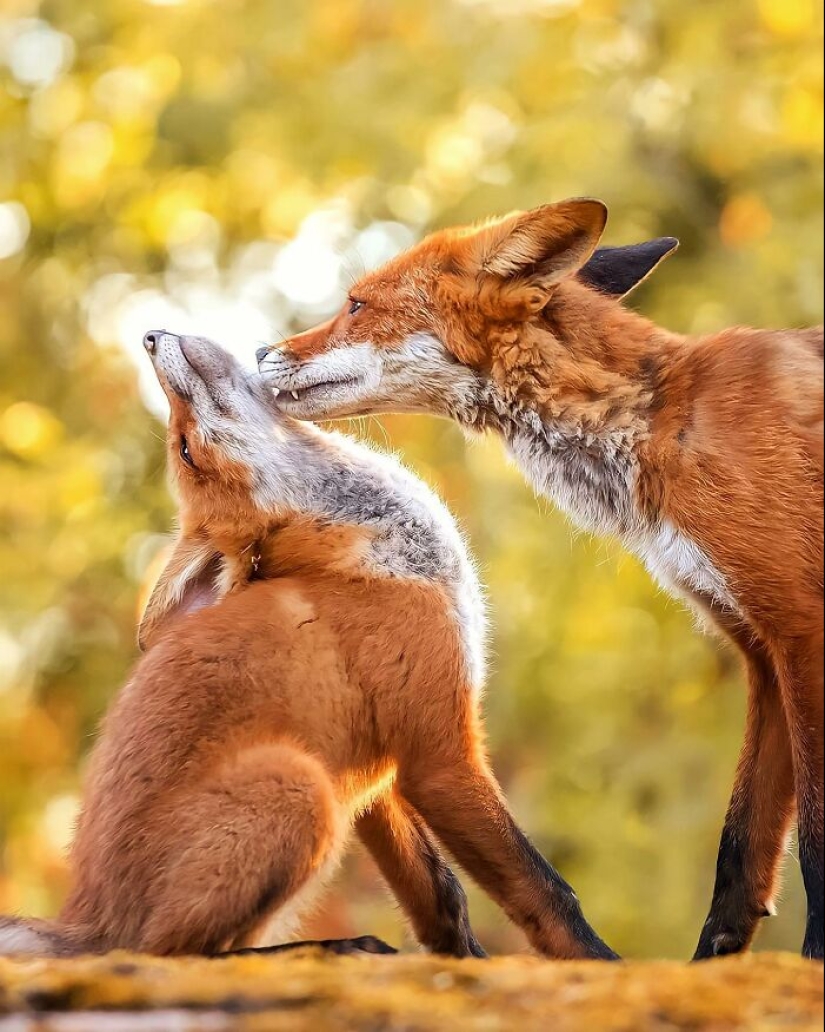 Finnish Photographer Takes Pictures Of Animals In Their Raw Moments
