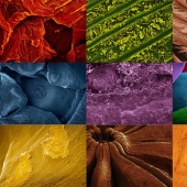 Food photography through a microscope Food photography through a microscope