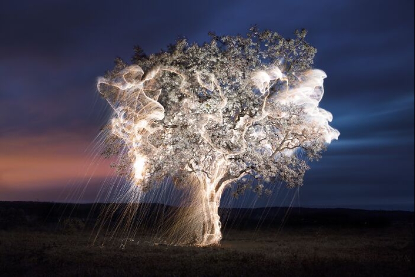 Fotógrafo capturó 8 encantadoras imágenes de árboles llenos de destellos de luz