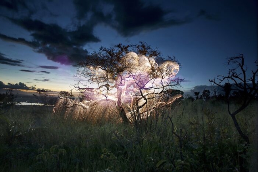 Fotógrafo capturó 8 encantadoras imágenes de árboles llenos de destellos de luz