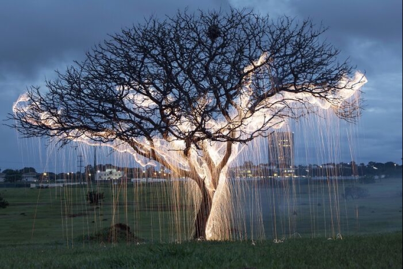 Fotógrafo capturó 8 encantadoras imágenes de árboles llenos de destellos de luz