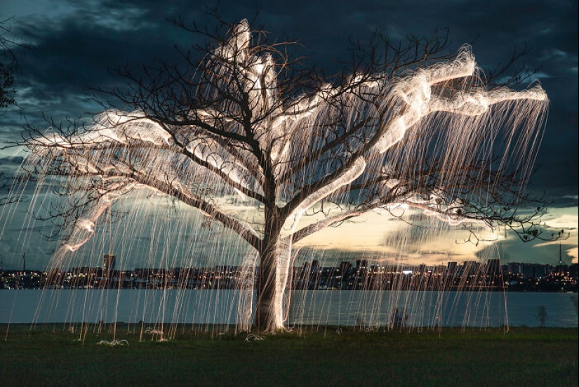 Fotógrafo capturó 8 encantadoras imágenes de árboles llenos de destellos de luz