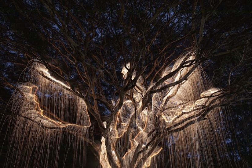 Fotógrafo capturó 8 encantadoras imágenes de árboles llenos de destellos de luz