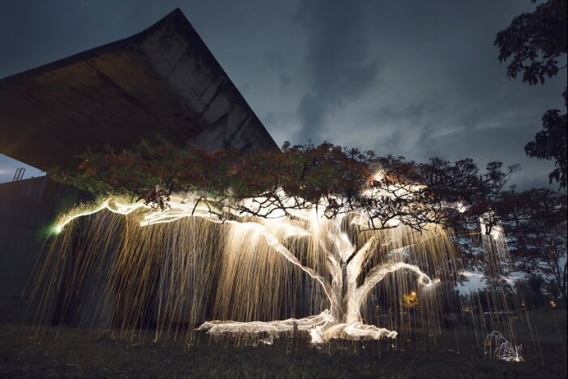 Fotógrafo capturó 8 encantadoras imágenes de árboles llenos de destellos de luz
