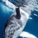 Fotografía de naturaleza: las 22 mejores imágenes de los premios Tokyo International Foto Awards 2023 Fotografía de naturaleza: las 22 mejores imágenes de los premios Tokyo International Foto Awards 2023