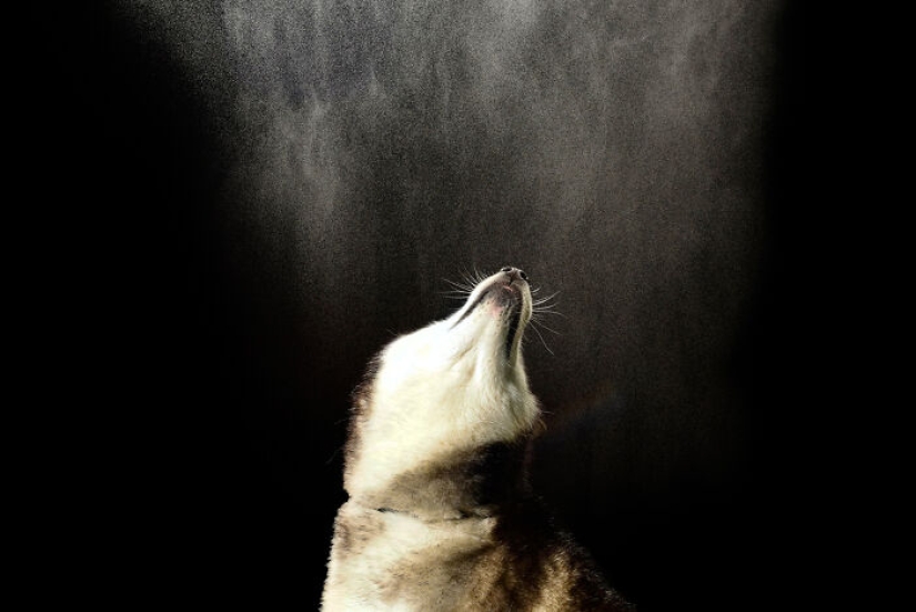 Fotografié perros jugando con agua