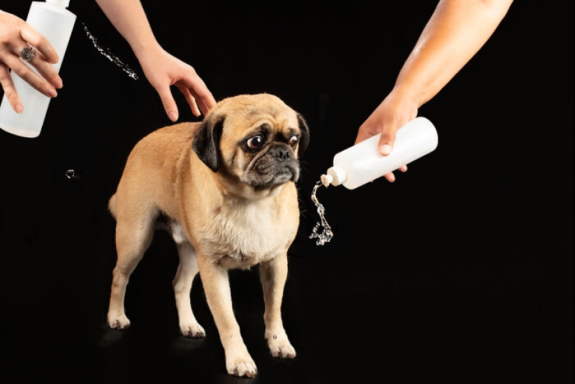 Fotografié perros jugando con agua