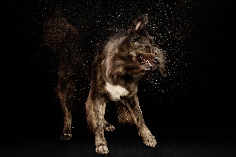 Fotografié perros jugando con agua