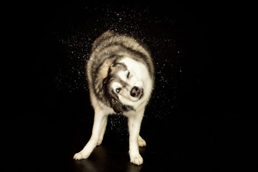 Fotografié perros jugando con agua