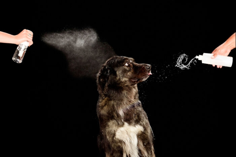Fotografié perros jugando con agua