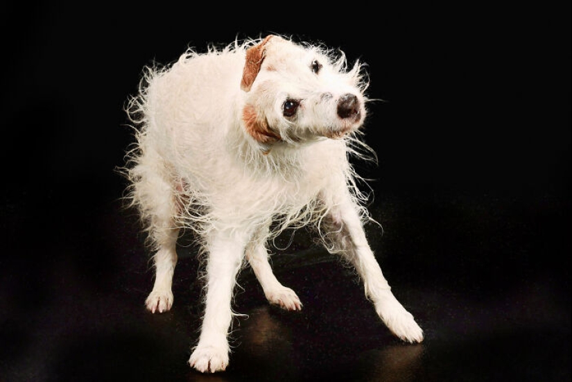Fotografié perros jugando con agua