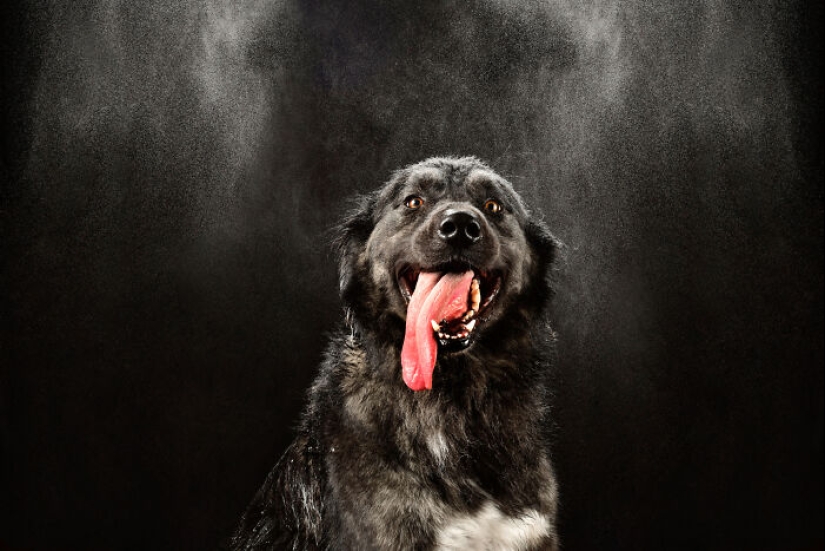 Fotografié perros jugando con agua
