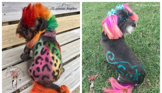From pug to tiger: a hairdresser from Atlanta transforms pets beyond recognition From pug to tiger: a hairdresser from Atlanta transforms pets beyond recognition