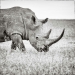 Fui a Kenia en un safari, aquí tienes 21 de las mejores fotos Fui a Kenia en un safari, aquí tienes 21 de las mejores fotos