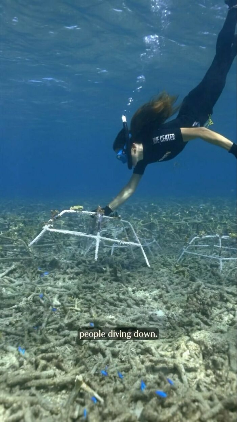 Full Recovery For A Lifeless Coral Reef Within 4 Years, Study Finds Full Recovery For A Lifeless Coral Reef Within 4 Years, Study Finds