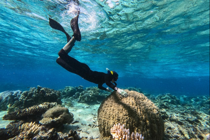 Full Recovery For A Lifeless Coral Reef Within 4 Years, Study Finds Full Recovery For A Lifeless Coral Reef Within 4 Years, Study Finds