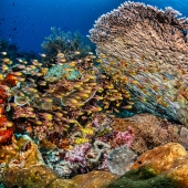Full Recovery For A Lifeless Coral Reef Within 4 Years, Study Finds Full Recovery For A Lifeless Coral Reef Within 4 Years, Study Finds