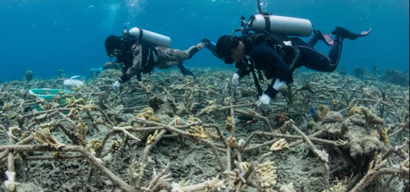 Full Recovery For A Lifeless Coral Reef Within 4 Years, Study Finds Full Recovery For A Lifeless Coral Reef Within 4 Years, Study Finds