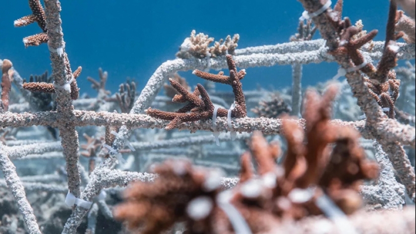 Full Recovery For A Lifeless Coral Reef Within 4 Years, Study Finds Full Recovery For A Lifeless Coral Reef Within 4 Years, Study Finds