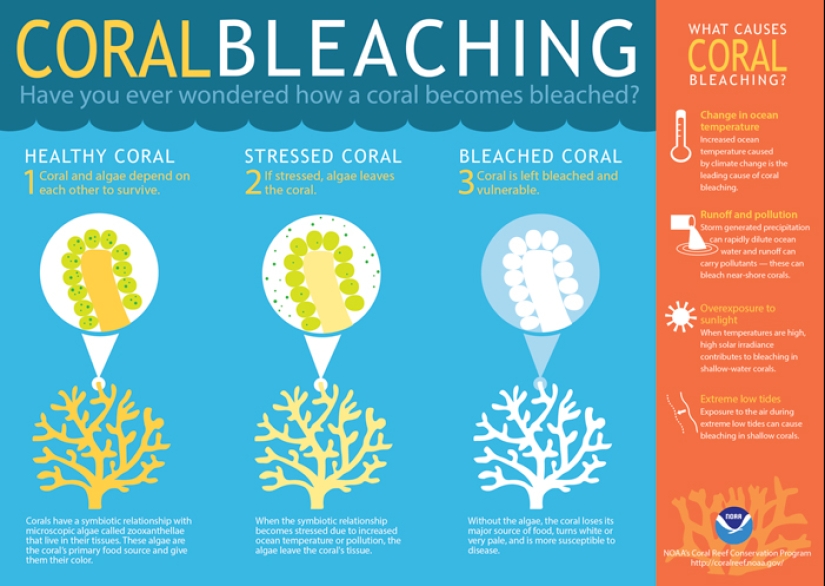 Full Recovery For A Lifeless Coral Reef Within 4 Years, Study Finds Full Recovery For A Lifeless Coral Reef Within 4 Years, Study Finds