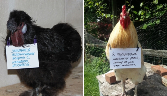 Gallinas traviesas que tienen el coraje de confesar sus pecados