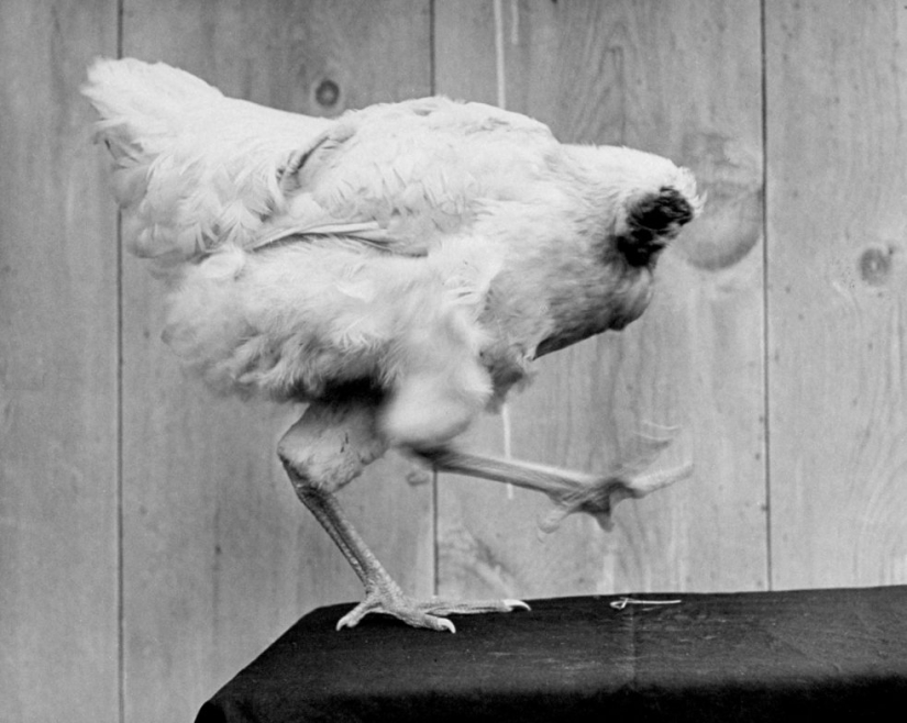 Gallo sin cabeza Mike